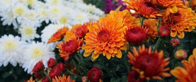 orange, red, and white chrysanthemum flowers