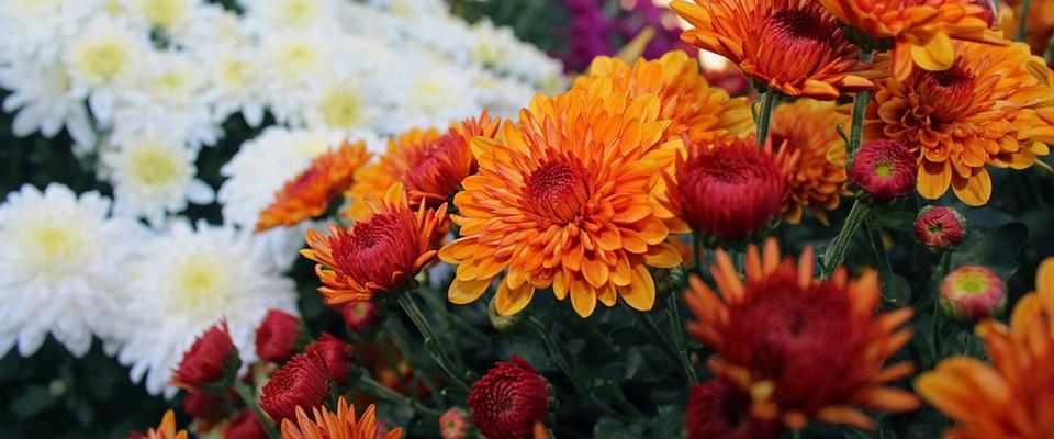 orange, red, and white chrysanthemum flowers
