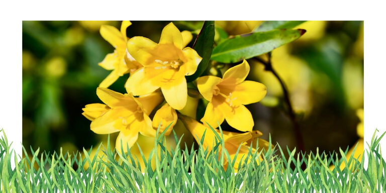 Yellow jessamine planted in a garden