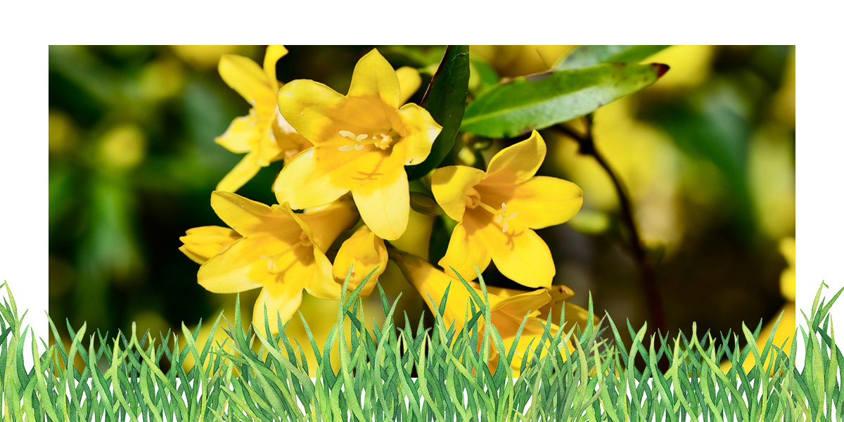 Yellow jessamine planted in a garden