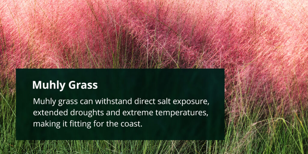 Muhly Grass withstanding salt exposure, droughts, and extreme temperatures