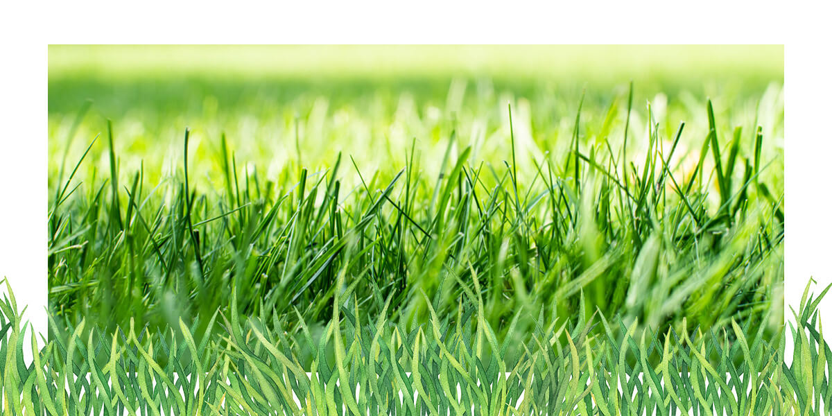 Perfect grass in a yard