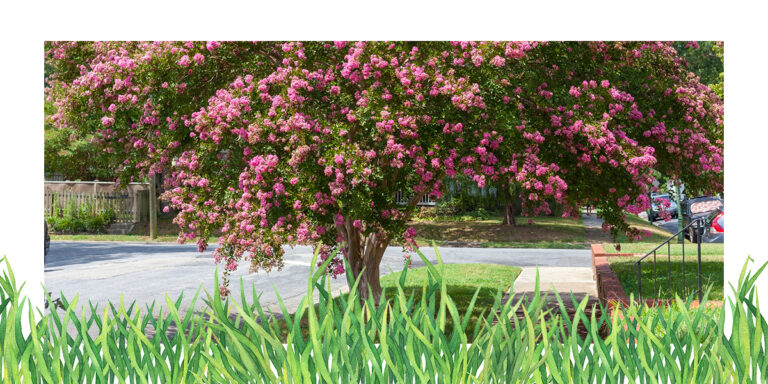 Large tree in a yard