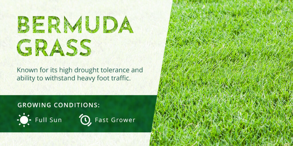 Bermuda grass and its growing conditions
