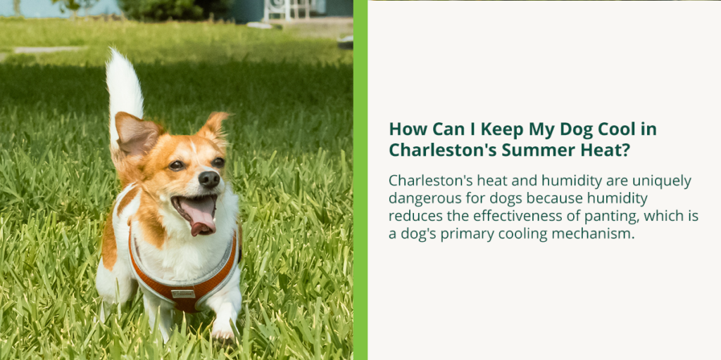 Smiling chihuahua in Charleston SC summer heat wearing a vest